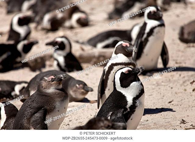Brillenpinguine Spheniscus demersus, Boulder Beach bei Simon's Town Kapstadt, Westkap, Südafrika | African Penguins Spheniscus demersus