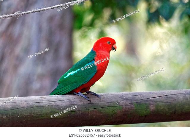 male king parrot