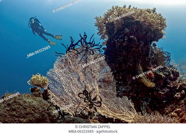Diver with Subergorgia hicksoni-mollis, Menjangan, Bali, Indonesia, Asia