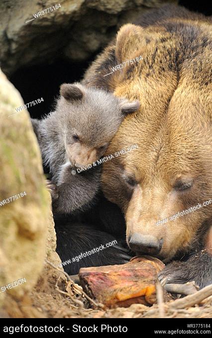 Brown bear (Ursus arctos) cub with mother in Bavarian Forest National Park, Germany