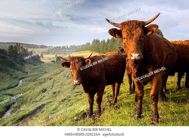 France, Cantal, Parc Naturel Regional des Volcans d'Auvergne (Regional natural park of the Volcans d'Auvergne), Le Cezallier, Allanche, purebred cows Salers