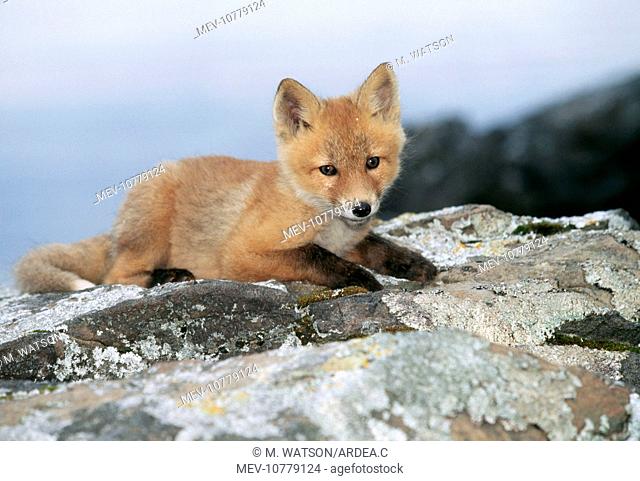 Red FOX - cub resting on rock (Vulpes vulpes)