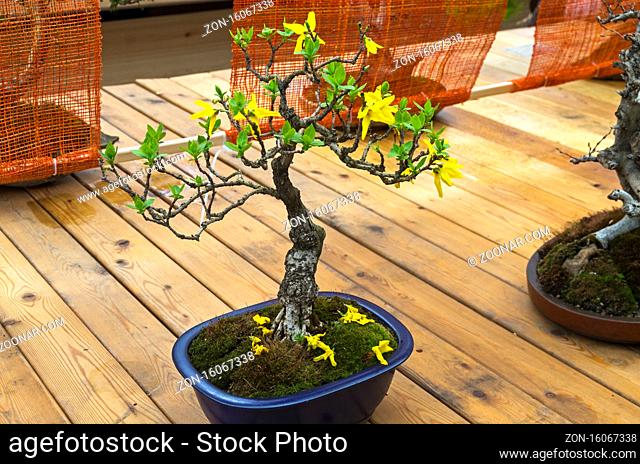 Blooming Forsythia - Bonsai in the style of