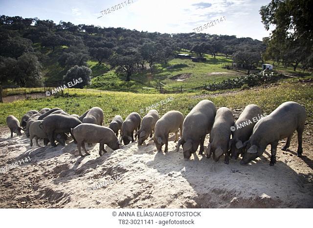 herd of Iberian pigs black paw grazing in pasture, Andévalo, Huelva, Andalucia, Spain