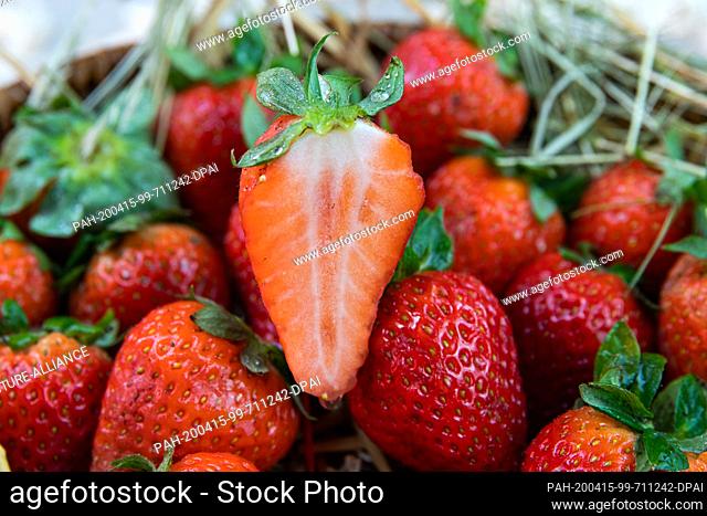 ILLUSTRATION - 14 April 2020, Saxony, Leipzig: Freshly picked strawberries in a basket. The season starts soon. Photo: Nico Schimmelpfennig/dpa-Zentralbild/ZB