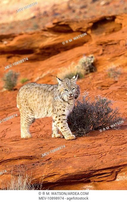 Bobcat (Lynx rufus). Game farm - Utah - United States - controlled conditions