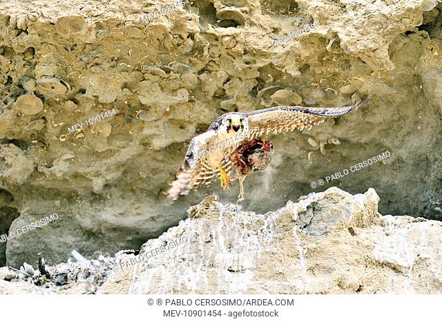 Austral Peregrine Falcon (Falco peregrinus cassini). adult female with prey (Elegant Crested Tinamou (Eudromia elegans)) - Peninsula Valdes, Patagonia