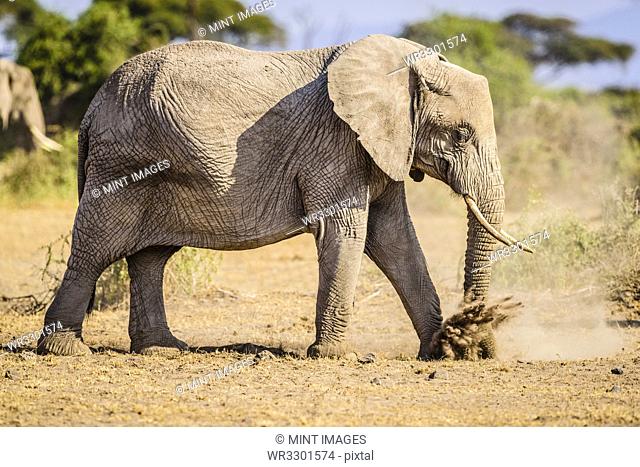 Elephant walking in sand