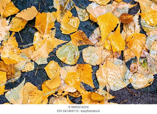 Yellow gold birch leaves on a rainy autumn day, create an abstract seasonal background
