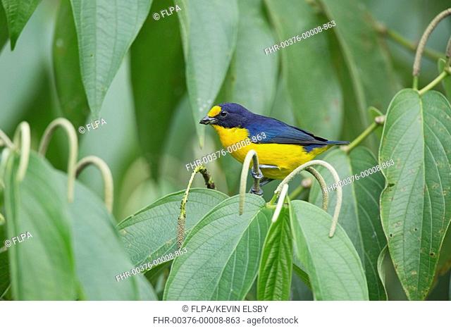 Violaceous Euphonia (Euphonia violacea) adult male, feeding, perched on flowerspike, Trinidad, Trinidad and Tobago, November