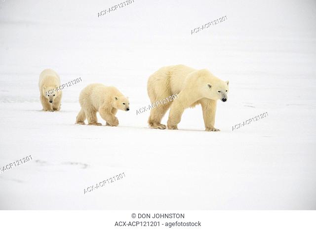 Polar Bear (Ursus maritimus) Mother and two Cubs of the Year (COY)