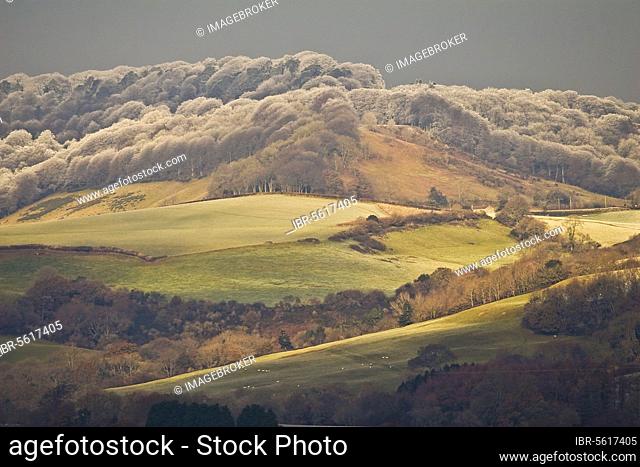 View of farmland with rime frost on trees of hilltop forest, Dorset, England, United Kingdom, Europe