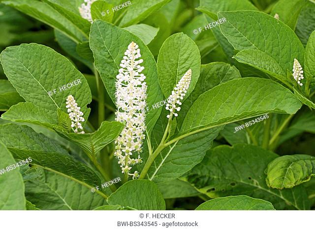 Pokeweed, Indian poke, Red-ink Plant, Indian Pokeweed (Phytolacca esculenta, Phytolacca acinosa), blooming