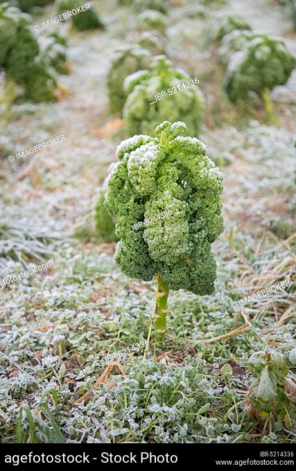 Organic kale (Brassica oleracea var. sabellica), Velbert, North Rhine-Westphalia, Germany, Europe
