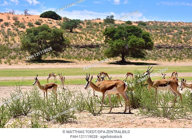 Spring bucket (Antidorcas marsupialis) in the Namibian Etosha National Park. This antelope species is distributed exclusively throughout Southern Africa