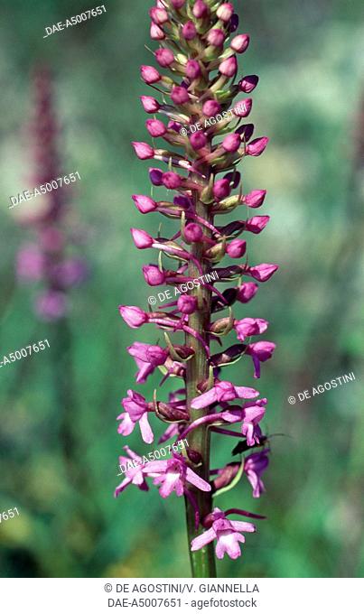 Fragrant Orchid (Gymnadenia conopsea), Emilia Romagna