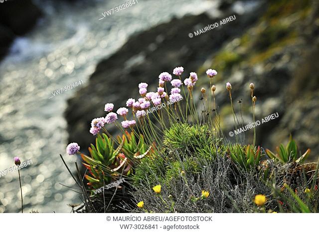 Armeria pungens blossom. Cape Sardao, Sudoeste Alentejano and Costa Vicentina Nature Park, the wildest atlantic coast in Europe. Portugal