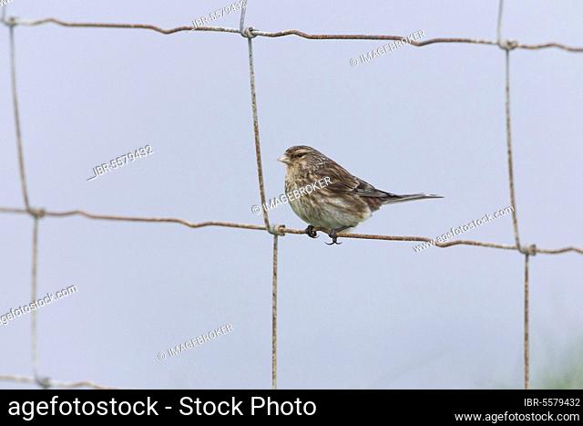 Pygmy twite (Acanthis flavirostris), adult male, breeding plumage, perched on wire fence, Sumburgh Head RSPB Reserve, mainland, Shetland Islands, Scotland