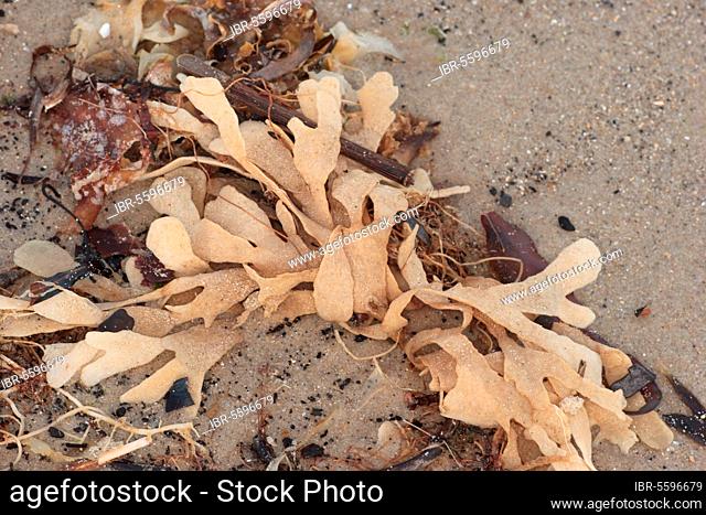 Hornwrack (Flustra foliacea) colony, washed up on strandline, Studland Beach, Dorset, England, United Kingdom, Europe