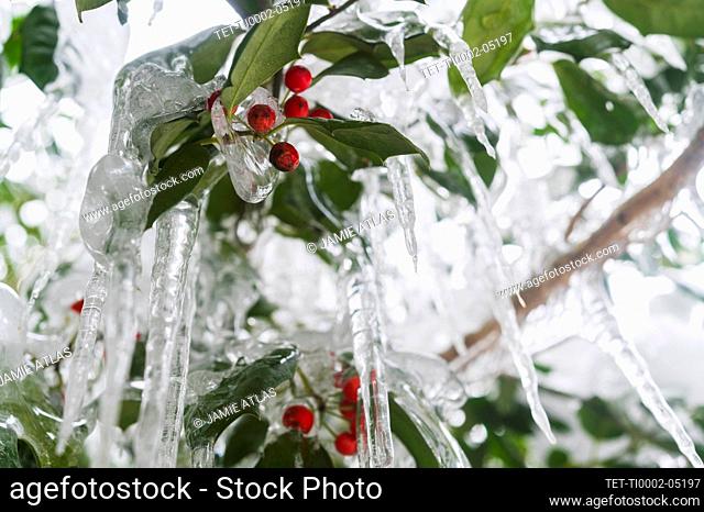 Close-up of icicles on holly branches