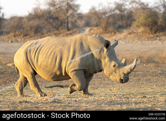 Africa, Namibia, Private reserve, White rhinoceros or square-lipped rhinoceros (Ceratotherium simum), Adult, captive