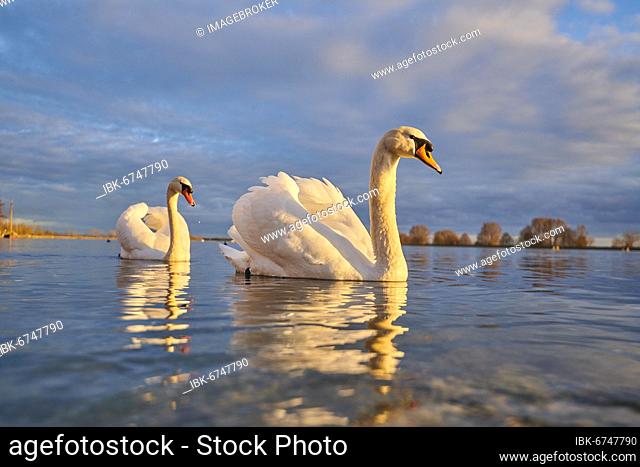 Mute swans (Cygnus olor), two, swimming, sunset, Donau river, Upper Palatinate, Bavaria, Germany, Europe