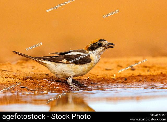 Europe, Spain, Province of Castilla-La Mancha, private property, woodchat shrike (Lanius senator) , adult male on the ground near a water hole