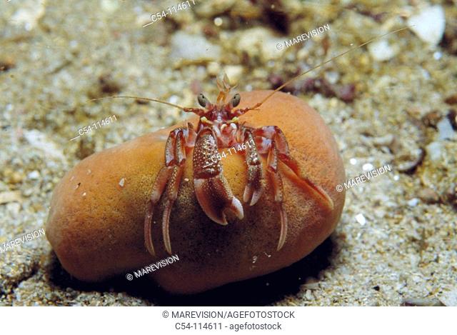 Hermit crab (Pagurus sp.) with Sea Orange (Suberites domuncula). Galicia, Spain