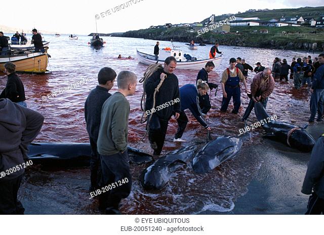 Torshavn. Grindadrap traditional killing of pods of pilot whales. Crowd gathered on beach to meet small fishing boats bringing in whale carcasses