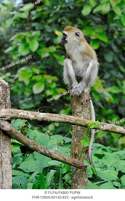 Vervet Monkey Chlorocebus pygerythrus adult, sitting on fencepost, in farmland at edge of Nyungwe Forest N P , Rwanda, december