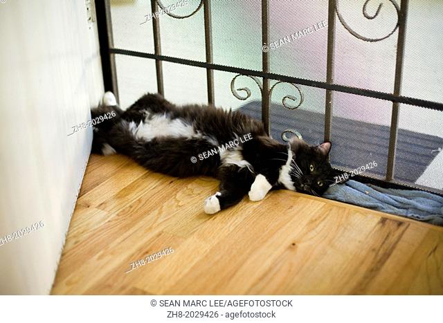 A fluffy tuxedo black and white cat lies between a gated screen door and a wooden floor
