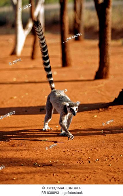 Mens Long Pants Ring-Tailed Lemur Flexible Sweatpants Dog Walking 