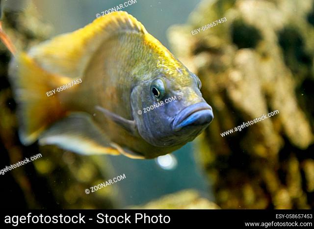 Underwater image of tropical fish. Tropical cichlids in aquarium