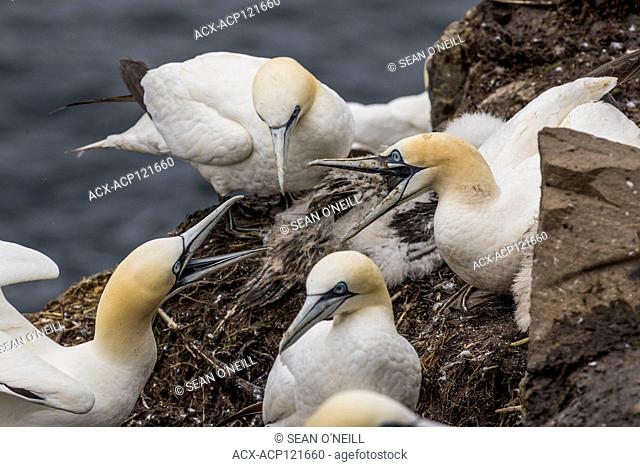 birds fighting, Northern Gannet, Morus bassanus, Cape St. Mary's ecological reserve, Newfoundland, Canada, breeding colony