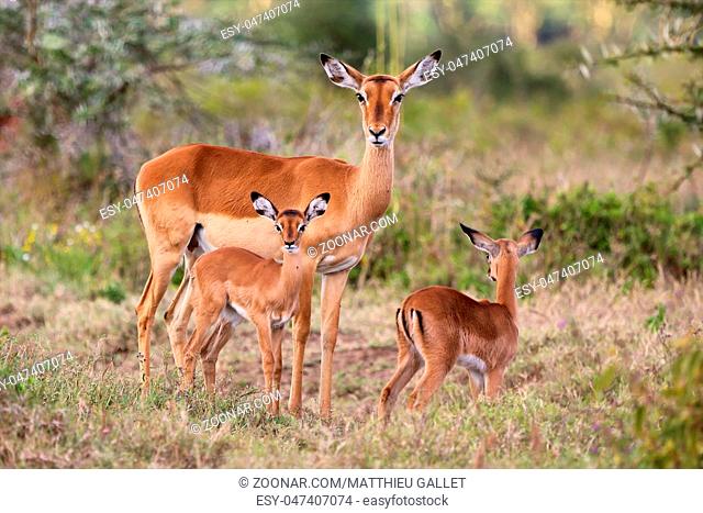 impala family at nakuru national park