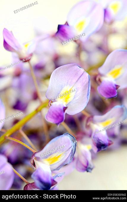 macro of wisteria flower and selective focus