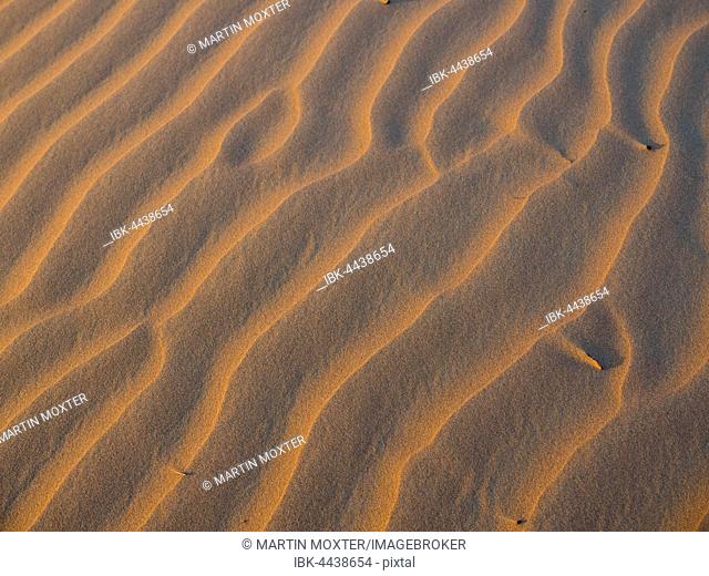 Sand dunes, evening light, patterns, desert, Sharqiya Sands or Wahiba Sands, Al Raka, Oman