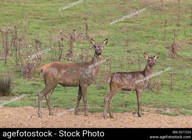 Red Deer (Cervus elaphus) hind and calf, covered in mud after wallowing, Minsmere RSPB Reserve, Suffolk, England, United Kingdom, Europe