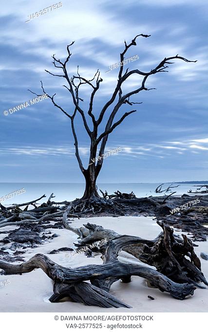 Driftwood and dead trees on Blackrock Beach, Big Talbot Island, Florida