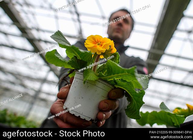 04 February 2021, Saxony-Anhalt, Rogätz: Thomas Rieckhoff stands in the greenhouse of ""Rieckhoff Floristik und Gartenbau"" and shows a blooming primrose