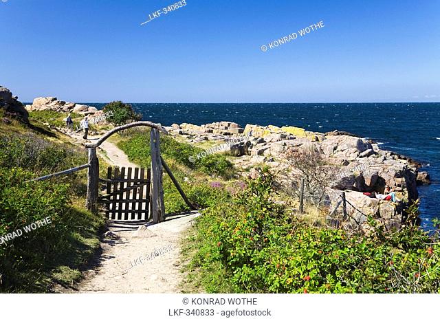 Hiking trail with gate in coastal landscape at Hammer Odde with Rugosa roses, Hammeren, northern tip of Bornholm, Denmark, Europe