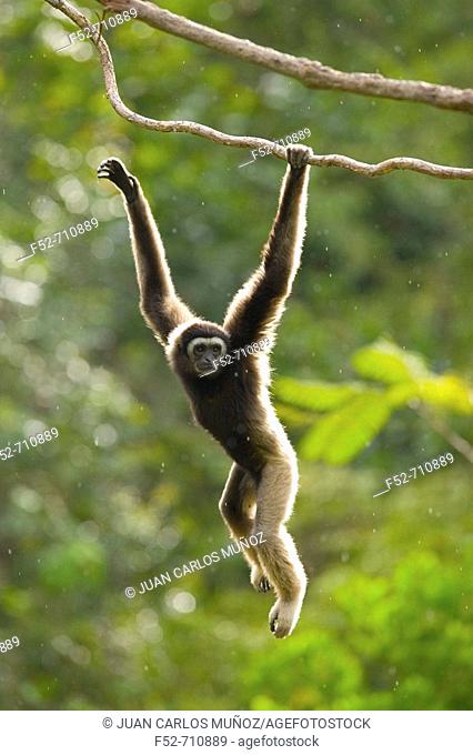 Malaysia, Borneo Island. Borneo Gibbon (Hylobates muelleri)