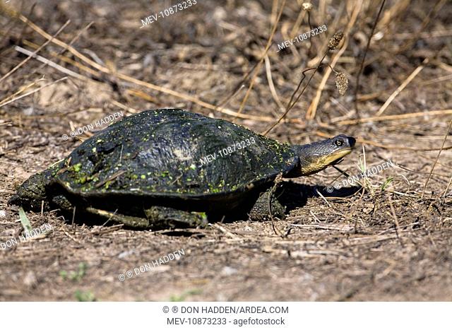 Murray Short-necked Turtle (Emydura macquarii). MacLeod's Morass, Bairnsdale, southern Victoria, Australia