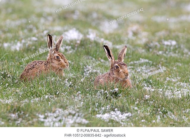 European Hare (Lepus europaeus) adult pair, resting in partially snow covered field, Suffolk, England, March