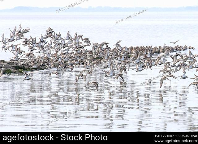 PRODUCTION - 07 September 2021, Lower Saxony, Jade: ARCHIVE - Ringed plovers, dunlins and other migratory birds fly over the mudflats of the Jade Bay in the...