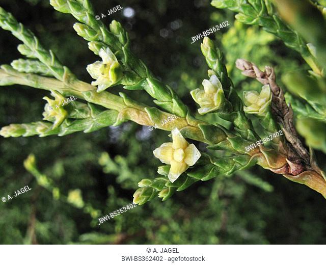 Leyland cypress (Cupressocyparis leylandii, X Cupressocyparis leylandii, Cupressus x leylandii, Cupressus x leylandii, Callitropsis x leylandii)