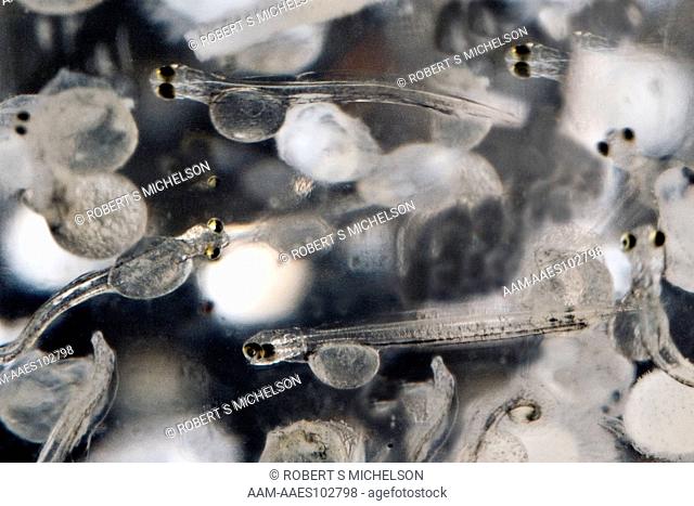American shad (Alosa sapidissima) larvae in hatchery tank, Connecticut River, Massachusetts
