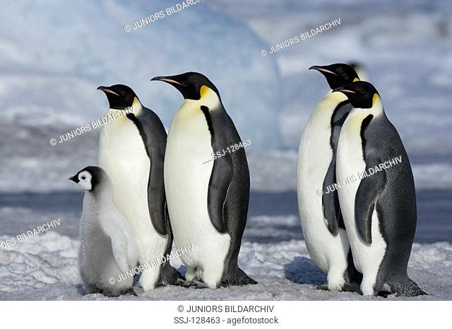 emperor penguins with cub - Aptenodytes forsteri