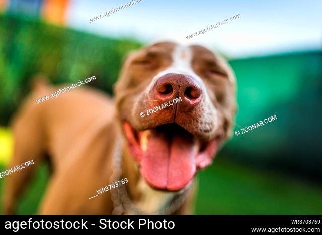 Closeup of Amstaff dog brown nose outdoors background. Selective focus on nose details