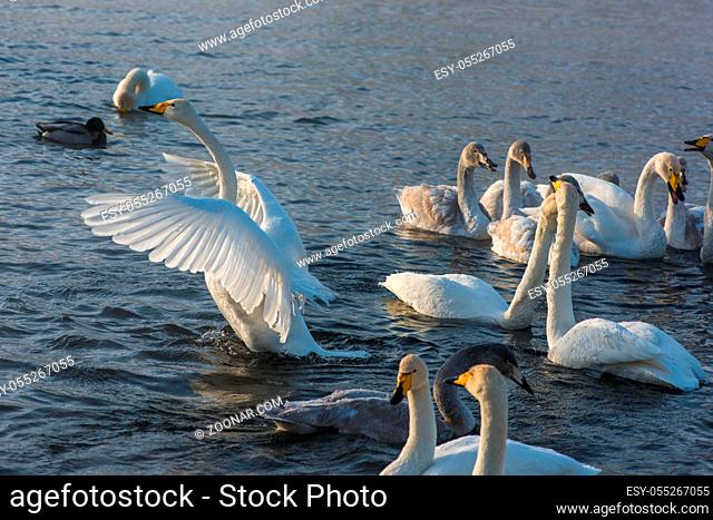 Fighting white whooping swans swimming in the nonfreezing winter lake. The place of wintering of swans, Altay, Siberia, Russia